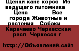 Щенки кане корсо! Из ведущего питомника! › Цена ­ 60 000 - Все города Животные и растения » Собаки   . Карачаево-Черкесская респ.,Черкесск г.